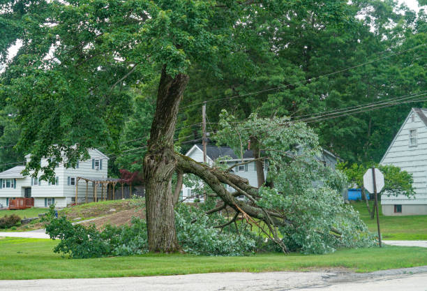 Professional Tree Service in Lakeway, TX